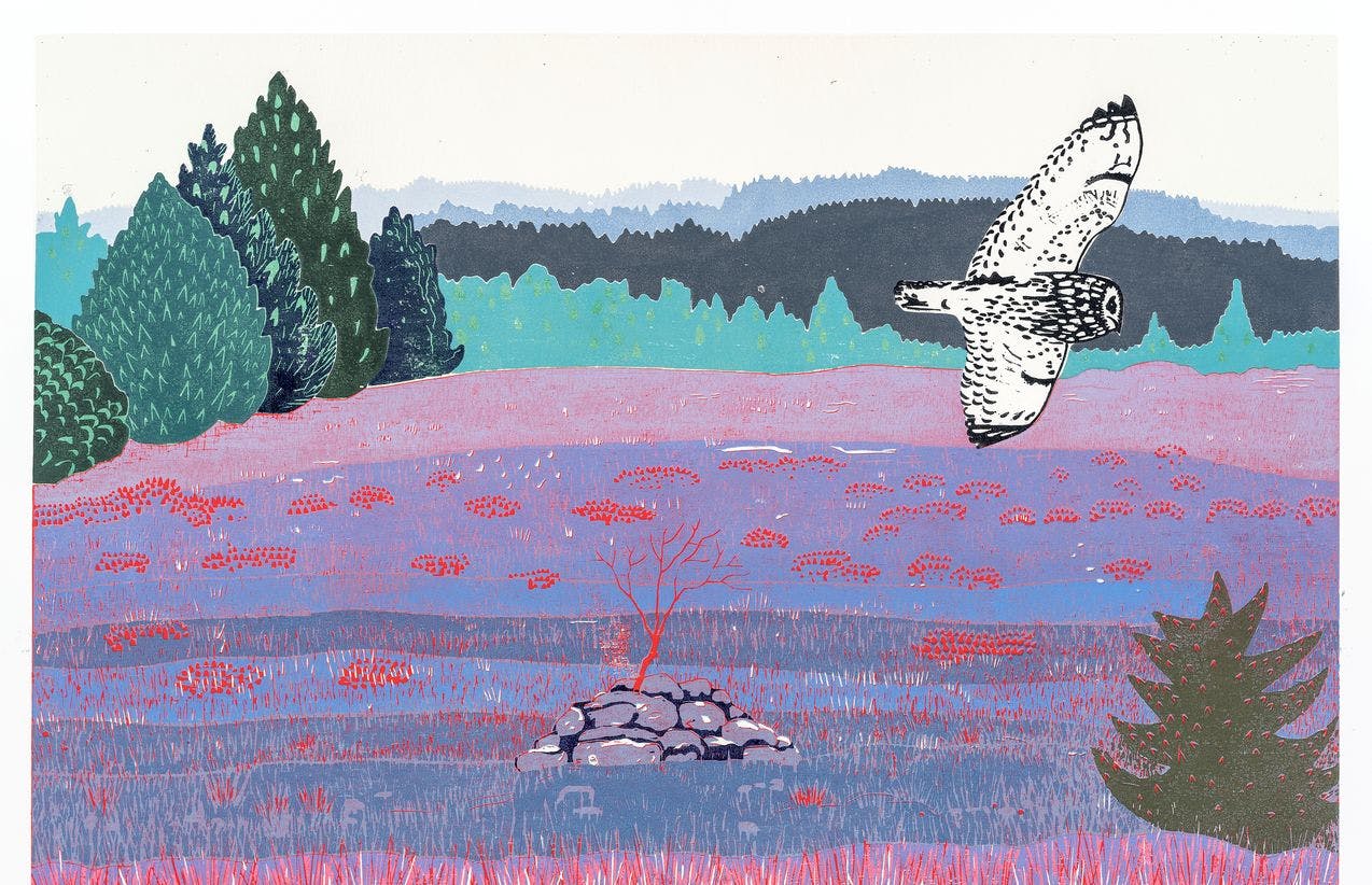 Grafisk bilde av Annette Kierulf. Viser en hvit ugle som flyr over en gresseng i lys lilla og rosa fargetoner. I bakgrunnen ses grønne grantrær og hvit himmel.
